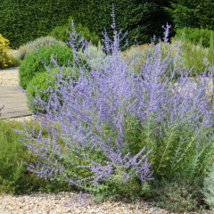 Perovskia atriplicifolia "Blue Spires" (salvia rusa), foto 3 de 5