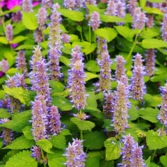 Agastache foeniculum - 40 semillas, foto 3 de 4