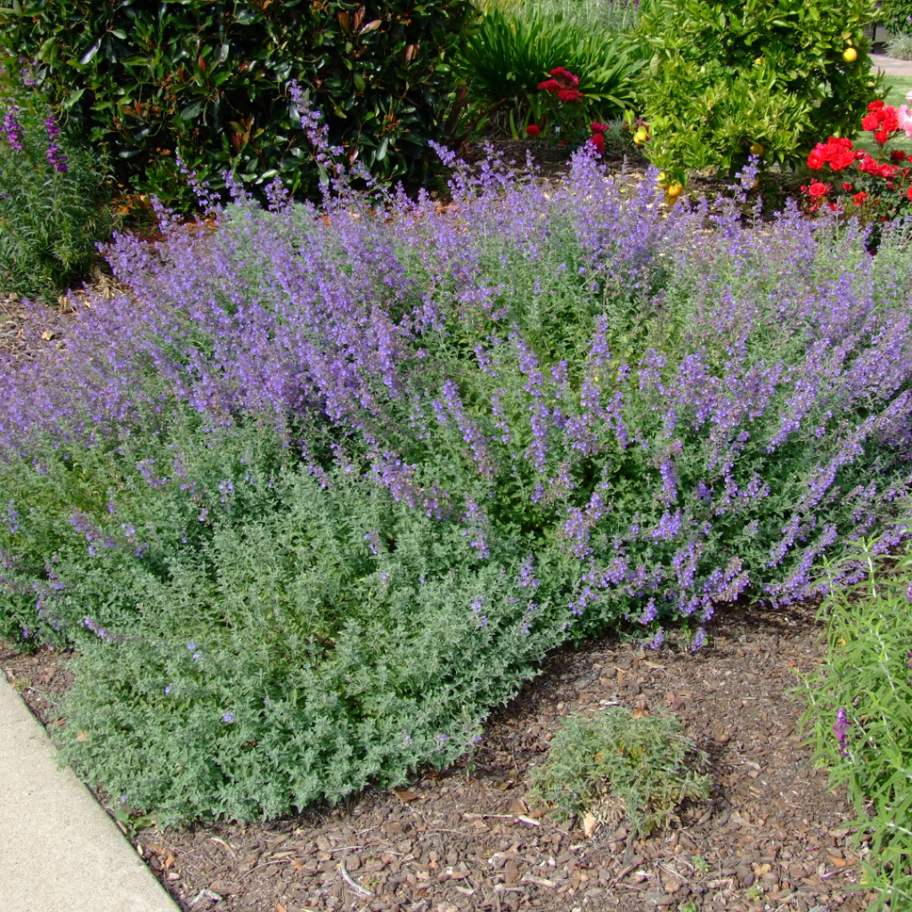 Nepeta "Walker´s Low" (nepeta alta)