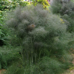 Foeniculum vulgare "Smokey Bronze" - 40 semillas, foto 3 de 5