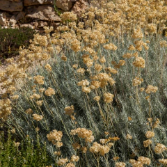 Helichrysum italicum (curry), foto 3 de 4