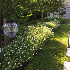 Salvia greggii Alba (salvia gregui blanca), foto 3 de 3
