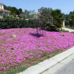 Drosanthemum floribundum (rocío rosa), foto 3 de 4