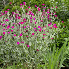 Lychnis coronaria - flor magenta (lichnis) - 20 semillas, foto 3 de 4
