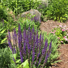 Salvia nemorosa "New Dimension Blue" (salvia nemorosa), imagen 3