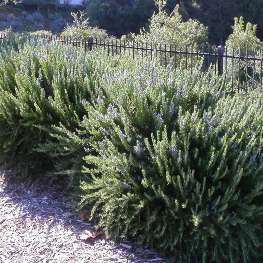 Rosmarinus officinalis "Tuscan Blue" (romero tuscan blue)