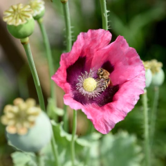Papaver somniferum - mix colores rosados - Semillas, foto 3 de 5