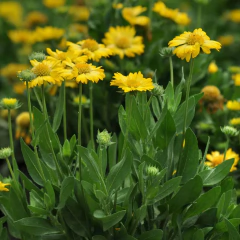 Gaillardia x grandiflora - flor amarilla - 20 semillas, foto 3 de 4