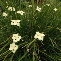 Dietes bicolor (dietes bicolor), foto 3 de 3