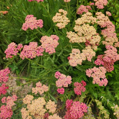 Achillea millefolium "Paprika" (achilea paprika), foto 3 de 4