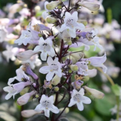 Penstemon digitalis "Mystica", foto 1 de 3