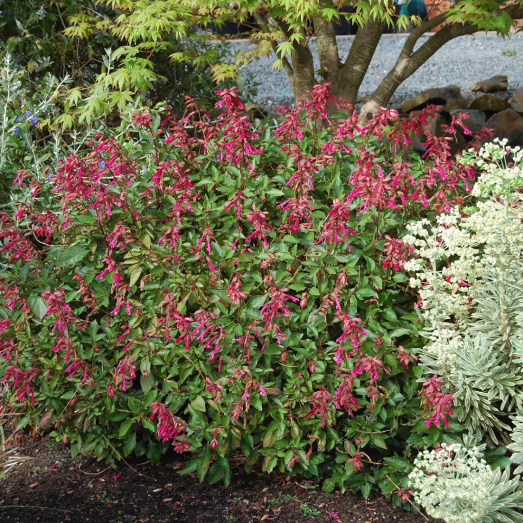Salvia Wendy´s Wish - (salvia wendi)