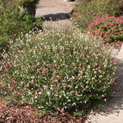 Salvia Hot Lips, foto 1 de 3