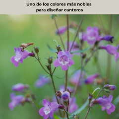 Penstemon tenuis (penstemon tenuis), foto 3 de 4