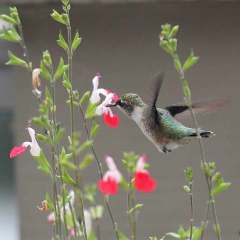 Salvia Hot Lips, foto 3 de 3