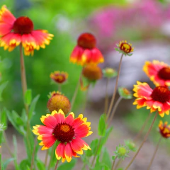 Gaillardia x grandiflora - flor amarilla - 20 semillas, foto 4 de 4