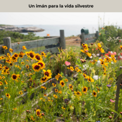Coreopsis tinctoria (coreopsis anual) - 40 semillas, foto 4 de 5