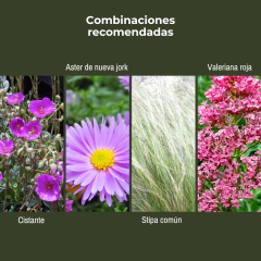 Helichrysum italicum (curry), foto 4 de 4