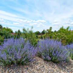 Perovskia atriplicifolia "Blue Spires" (salvia rusa), foto 4 de 5