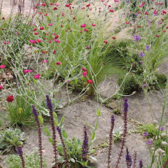 Lychnis coronaria - flor magenta (lichnis), foto 4 de 4