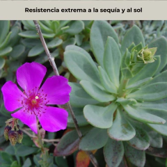 Cistanthe grandiflora (cistante, pata de guanaco), foto 4 de 7