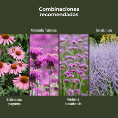 Achillea millefolium Summer Pastels - Mix colores, foto 4 de 4