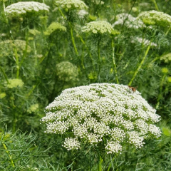 Ammi visnaga (visnaga), foto 4 de 4