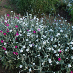 Lychnis coronaria "Alba" - flor blanca (lichnis), foto 4 de 4