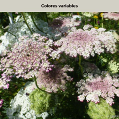 Daucus carota "Purple Kisses", foto 4 de 5