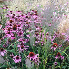 Echinacea purpurea - 20 semillas, foto 4 de 4