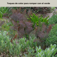 Foeniculum vulgare "Smokey Bronze" (hinojo rojo), foto 4 de 5