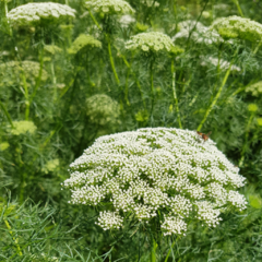 Ammi visnaga (visnaga) - 20 semillas, foto 4 de 4