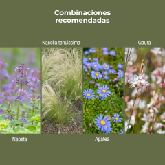 Salvia nemorosa "New Dimension Blue" (salvia nemorosa), imagen 4