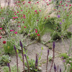 Lychnis coronaria - flor magenta (lichnis) - 20 semillas, foto 4 de 4