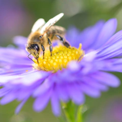 Aster novi belgii (Aster de Nueva York), foto 4 de 6