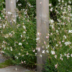 Gaura lindheimeri - forma compacta - 20 semillas, foto 4 de 5