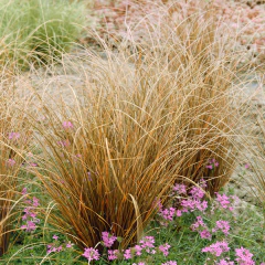 Carex buchananii "Red Rooster" (Carex buchanani), foto 4 de 6