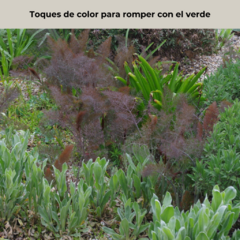 Foeniculum vulgare "Smokey Bronze" - 40 semillas, foto 4 de 5