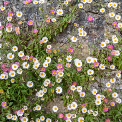 Erigeron karvinskianus - 40 semillas, foto 4 de 5