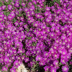 Drosanthemum floribundum (rocío rosa), foto 4 de 4