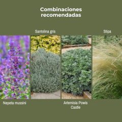 Salvia nemorosa - flor rosada - 40 semillas, foto 4 de 4