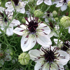 Nigella papillosa "African Bride" - 20 semillas, foto 4 de 4