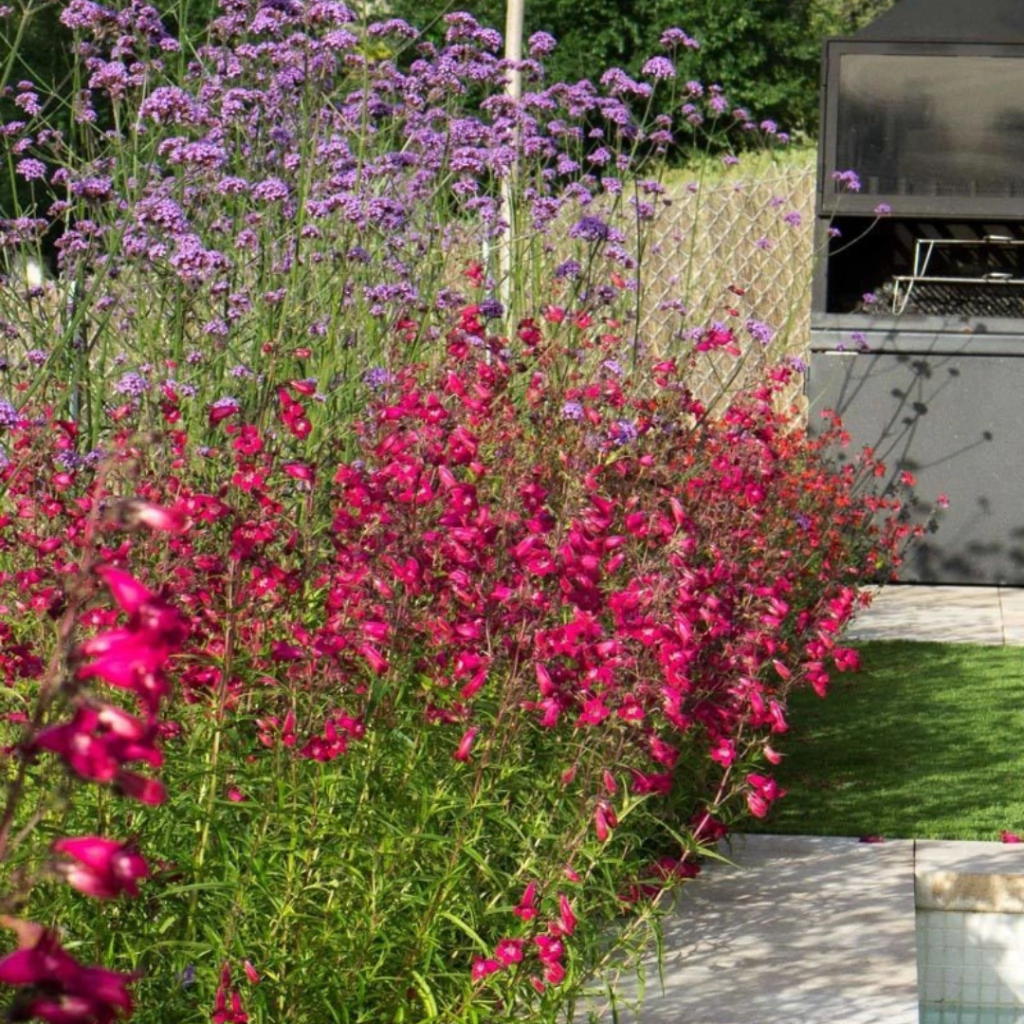 Penstemon Garnet (penstemon garnet)