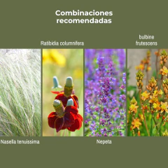 Eryngium planum - 40 semillas, foto 4 de 4
