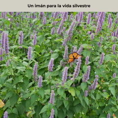 Agastache foeniculum - "Flor de anis", foto 4 de 4