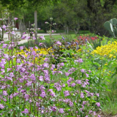 Penstemon tenuis (penstemon tenuis), foto 4 de 4