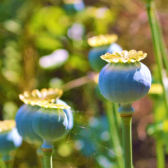 Papaver somniferum - mix colores rosados - Semillas, foto 4 de 5