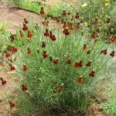 Ratibida columnifera - flor amarilla y flor rojiza - 40 semillas, foto 4 de 4