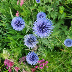 Echinops ritro (cardo azul) - 20 semillas, foto 4 de 4