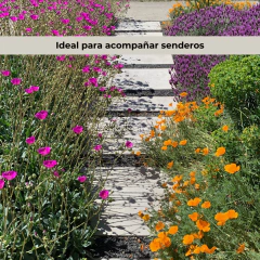Eschscholzia californica - "Amapola de California" - 20 semillas, foto 4 de 4